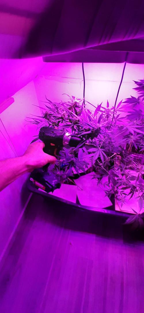 STRAWBERRY GORILLA. Week 8 - Last 3 weeks bevor Harvest 