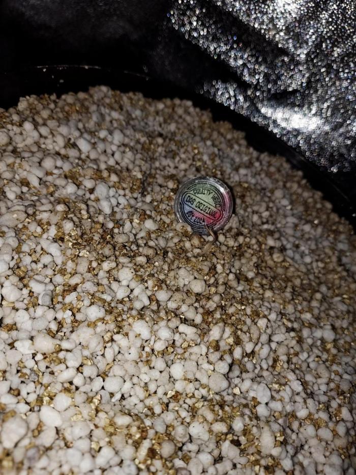 Oracle Edge Tetraploid. Week 1 - Das erste Mal einen Hempy Pot. Ich bin gespannt.