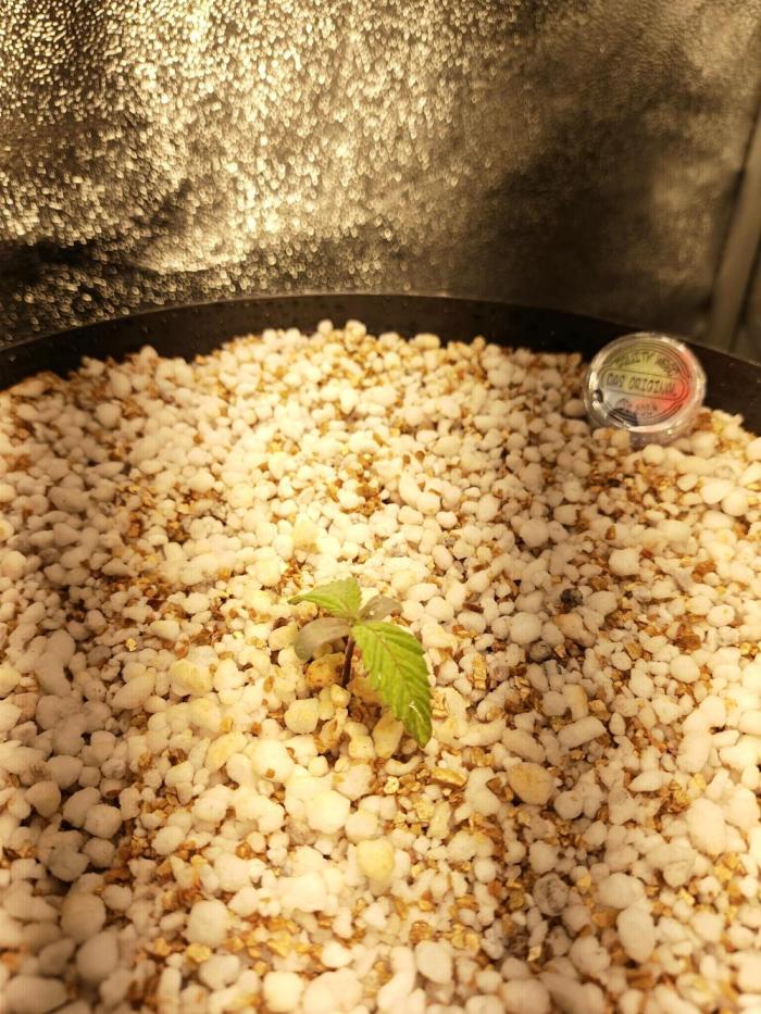 Oracle Edge Tetraploid. Week 2