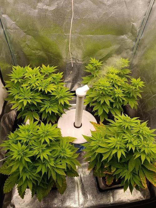 Ice critical Special Queen. Week 2