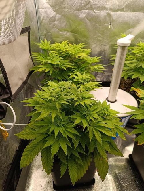 Ice critical Special Queen. Week 2