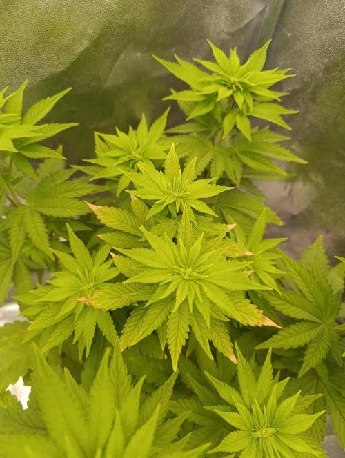 Ice critical Special Queen. Week 2