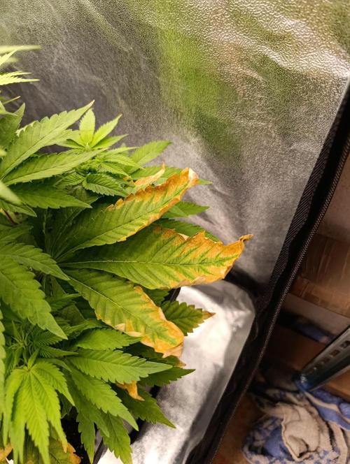 Ice critical Special Queen. Week 2