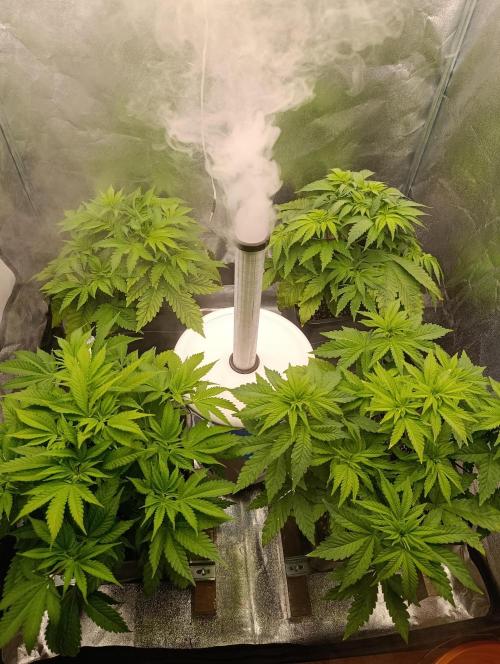Ice critical Special Queen. Week 1