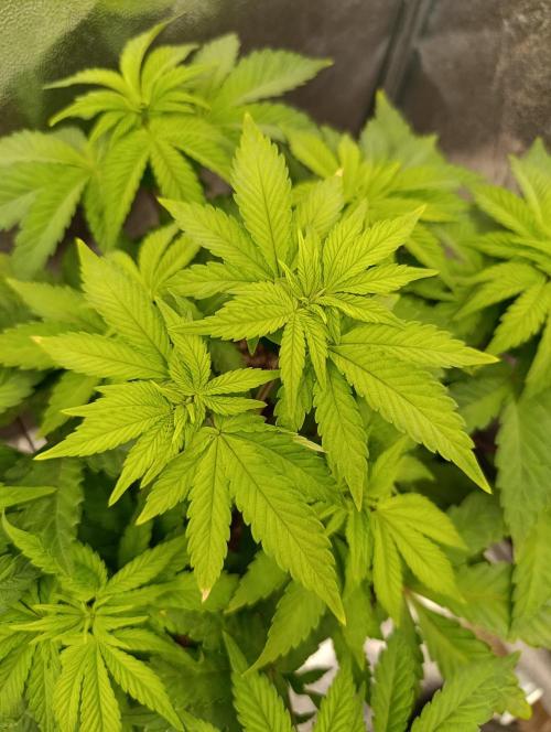 Ice critical Special Queen. Week 1