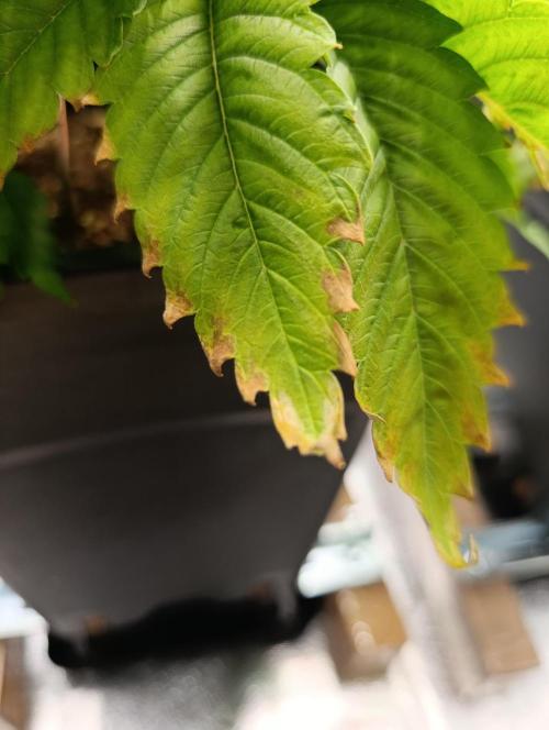 Ice critical Special Queen. Week 1