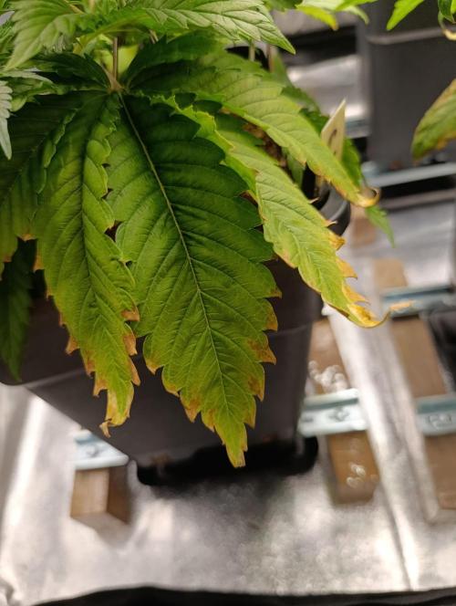 Ice critical Special Queen. Week 1