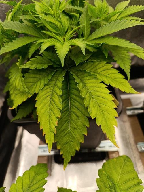 Ice critical Special Queen. Week 1