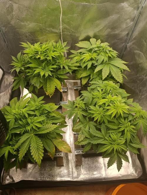 Ice critical Special Queen. Week 1
