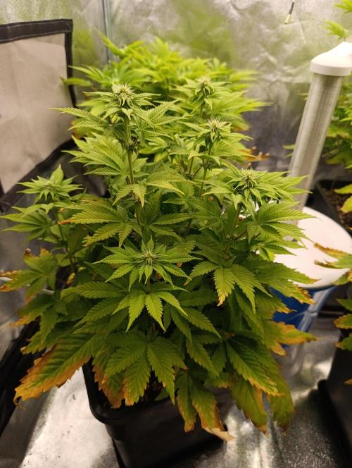 Ice critical Special Queen. Week 3