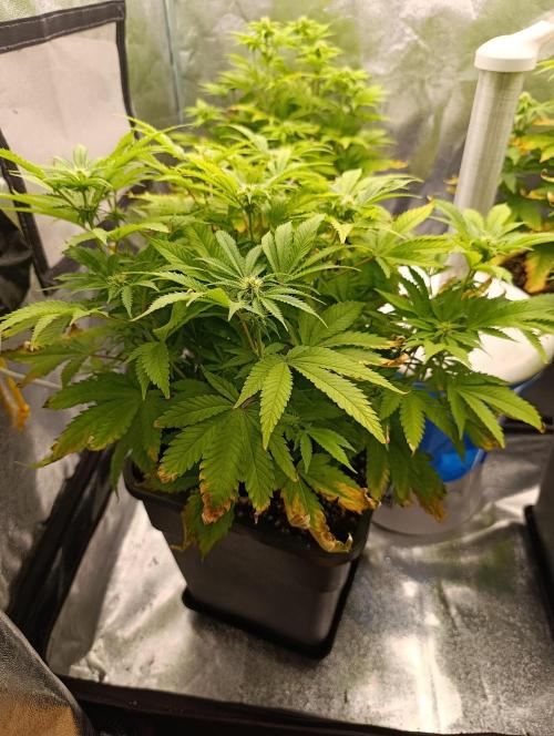 Ice critical Special Queen. Week 3