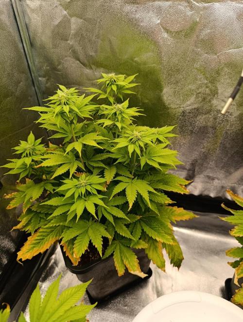 Ice critical Special Queen. Week 3