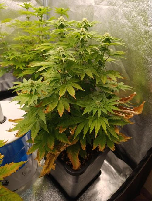 Ice critical Special Queen. Week 3