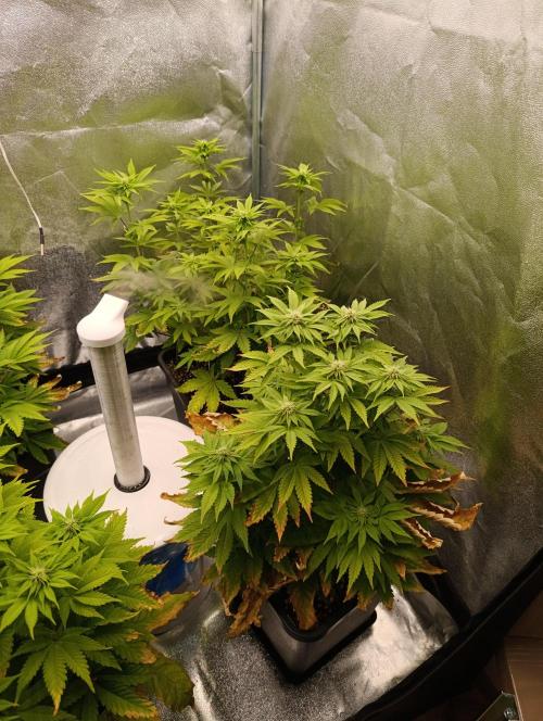 Ice critical Special Queen. Week 3