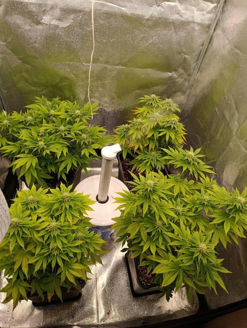 Ice critical Special Queen. Week 4