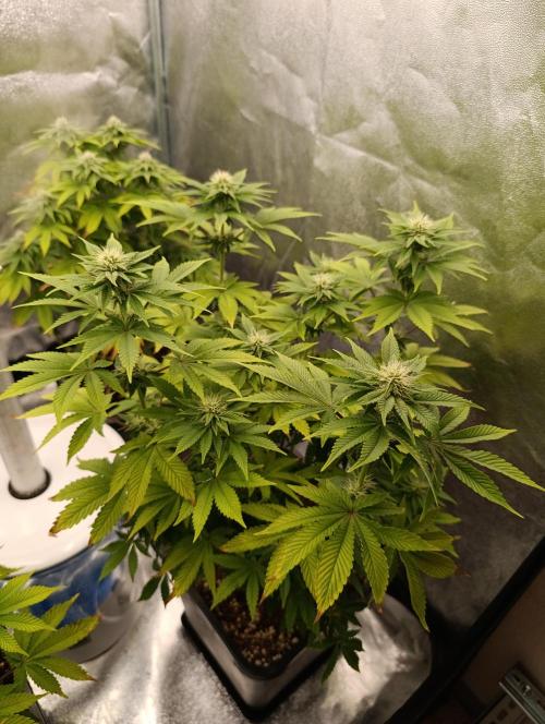 Ice critical Special Queen. Week 4