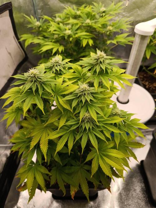 Ice critical Special Queen. Week 4