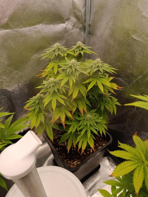 Ice critical Special Queen. Week 4