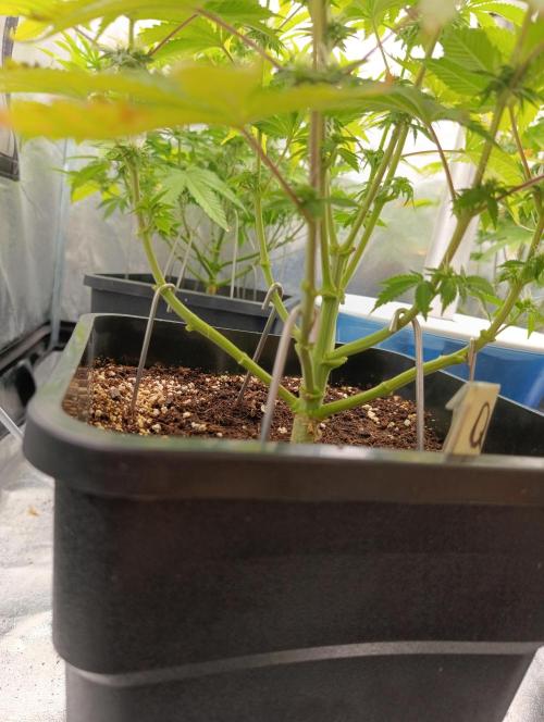 Ice critical Special Queen. Week 4