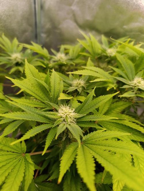 Ice critical Special Queen. Week 4