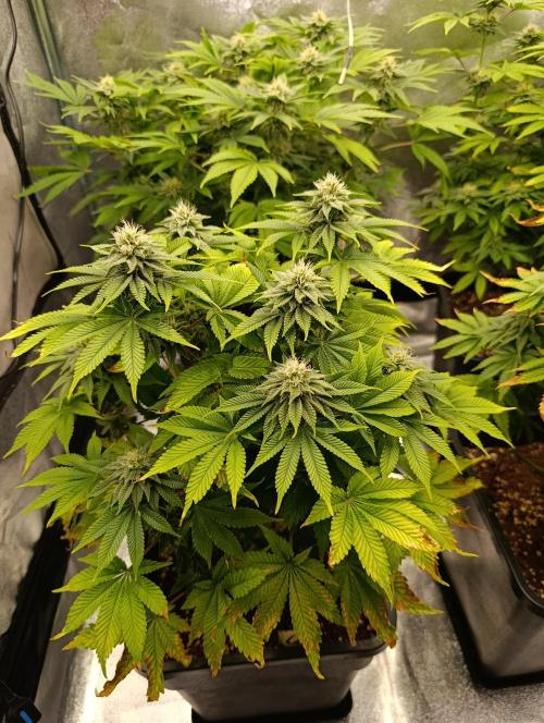 Ice critical Special Queen. Week 5