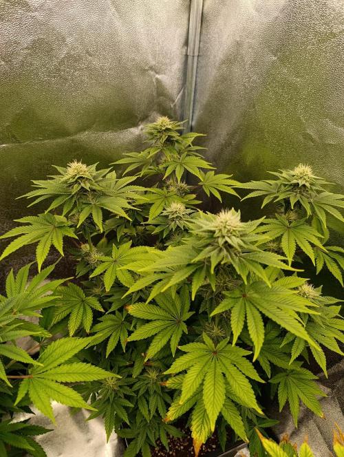 Ice critical Special Queen. Week 5