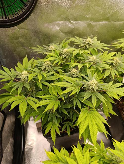 Ice critical Special Queen. Week 5