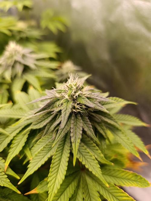 Ice critical Special Queen. Week 5