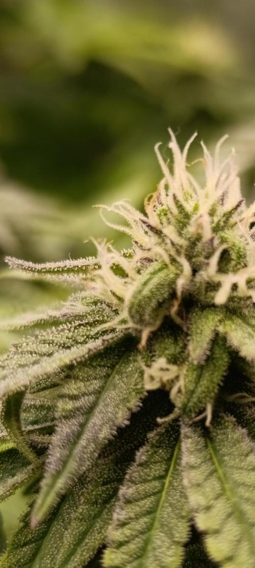 Ice critical Special Queen. Week 5
