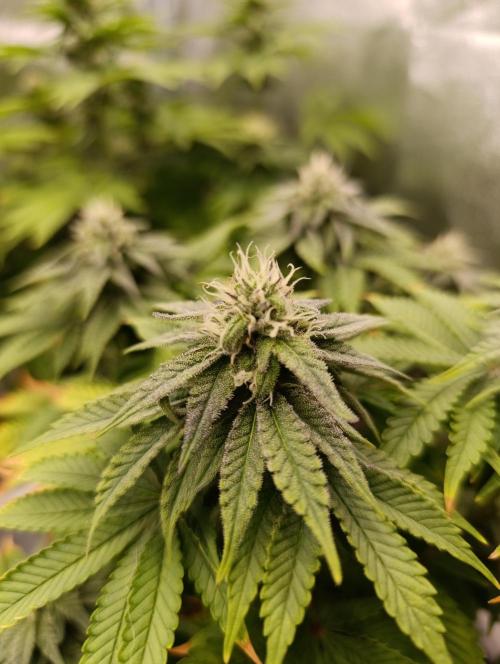 Ice critical Special Queen. Week 5