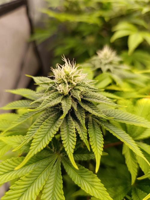 Ice critical Special Queen. Week 5