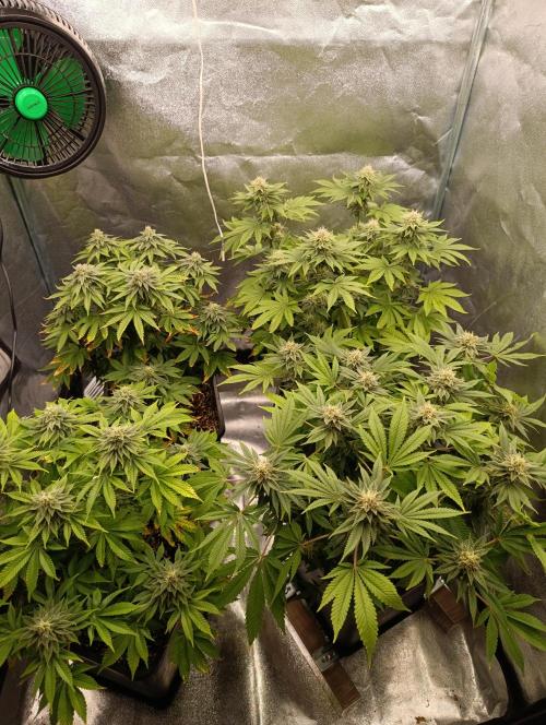 Ice critical Special Queen. Week 6
