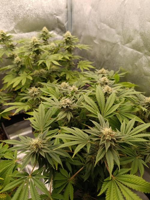Ice critical Special Queen. Week 6