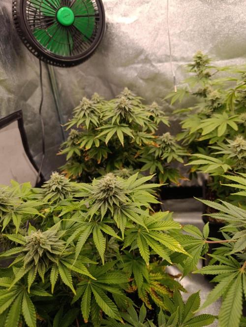 Ice critical Special Queen. Week 6