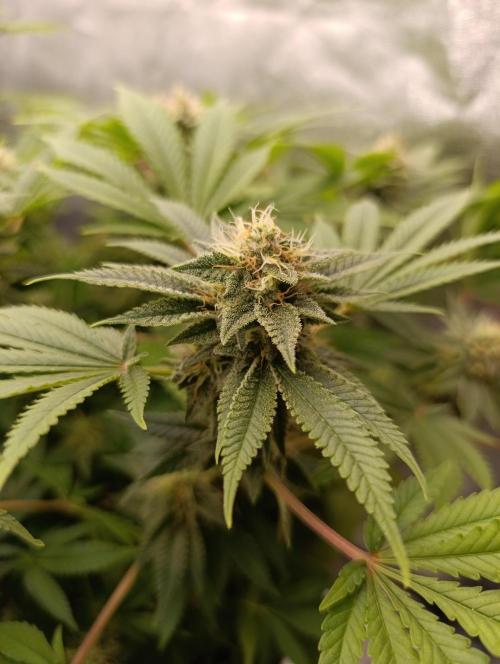 Ice critical Special Queen. Week 6