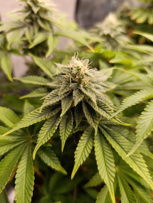 Ice critical Special Queen. Week 6