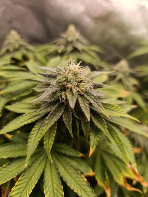 Ice critical Special Queen. Week 6