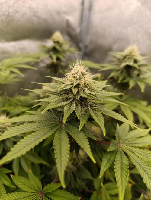 Ice critical Special Queen. Week 6