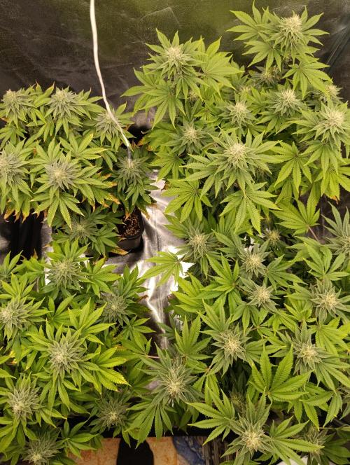 Ice critical Special Queen. Week 6