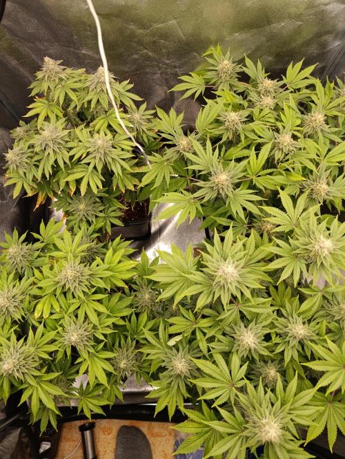 Ice critical Special Queen. Week 7
