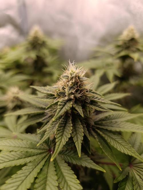 Ice critical Special Queen. Week 7