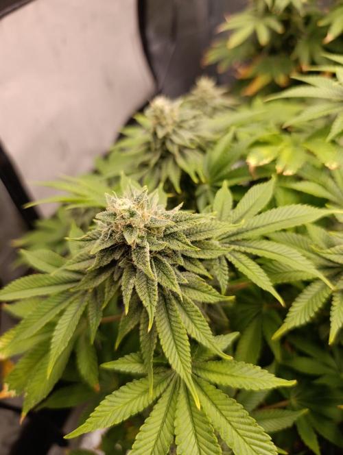 Ice critical Special Queen. Week 7