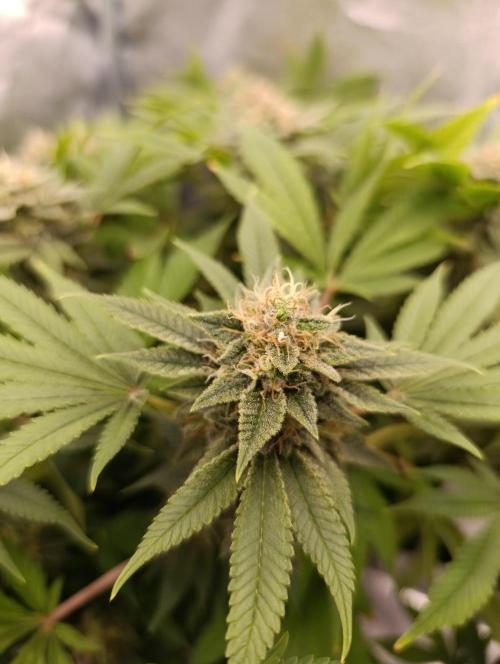 Ice critical Special Queen. Week 7