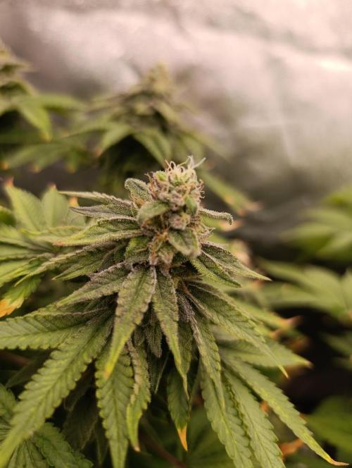 Ice critical Special Queen. Week 7