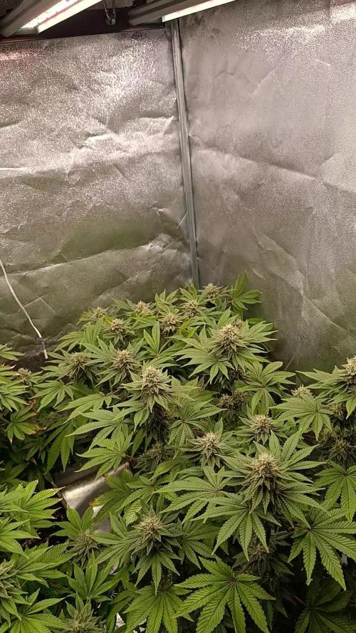 Ice critical Special Queen