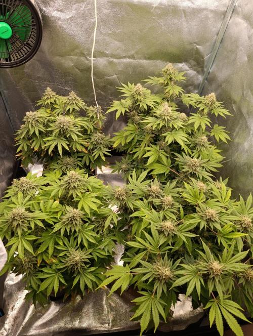 Ice critical Special Queen. Week 8