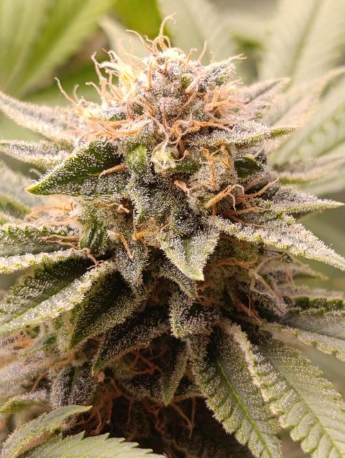 Ice critical Special Queen. Week 8