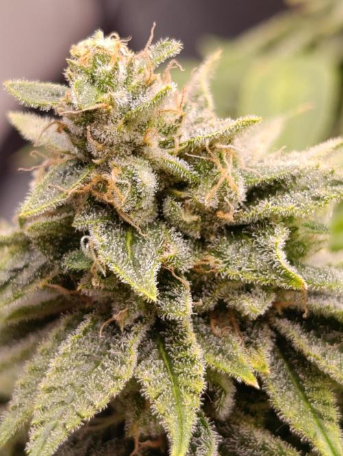 Ice critical Special Queen. Week 8