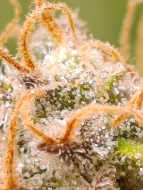 Ice critical Special Queen. Week 8