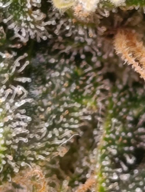 Ice critical Special Queen. Week 8